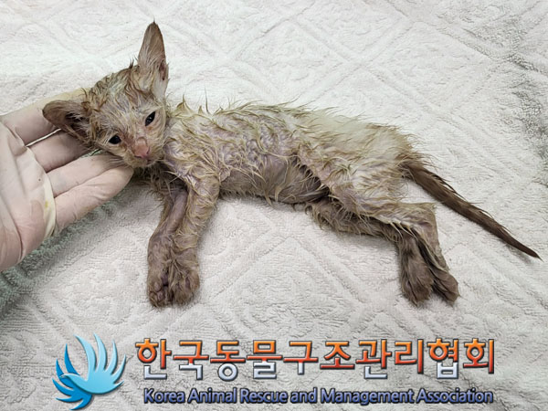 한국동물구조관리협회_411316202300417